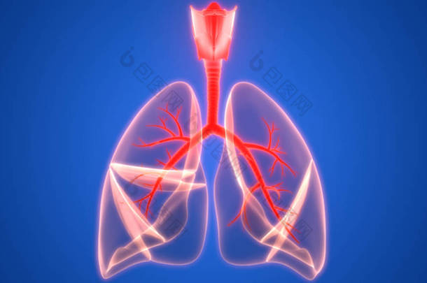 3d 人体呼吸系统<strong>肺解剖</strong>示意图