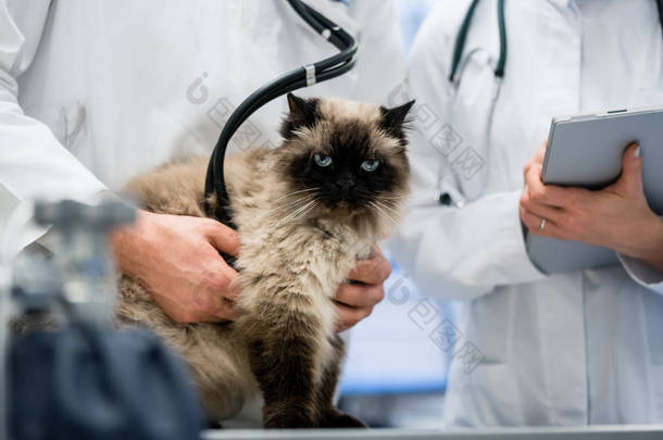 在兽医诊所检查的猫