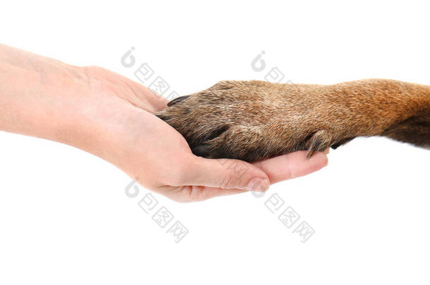 狗爪子和人的手