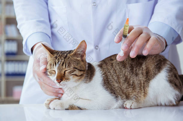猫只巡查兽医作定期检查
