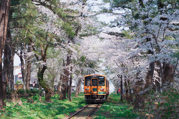 火车在樱花附近经过.在盛开的树木中间的火车.