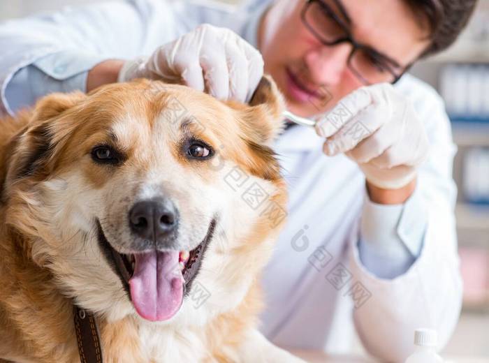 医生在兽医诊所检查金毛猎犬