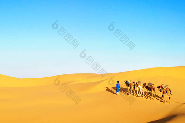 摩洛哥，卡梅尔商队穿越撒哈拉沙漠的沙丘.