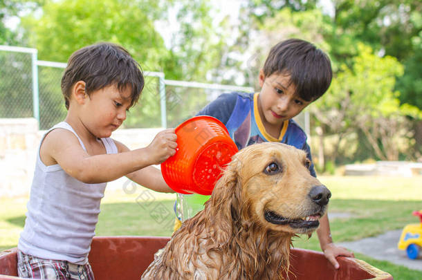 快乐的孩子们在花园里给一只金黄色的猎犬洗澡，然后淋湿了