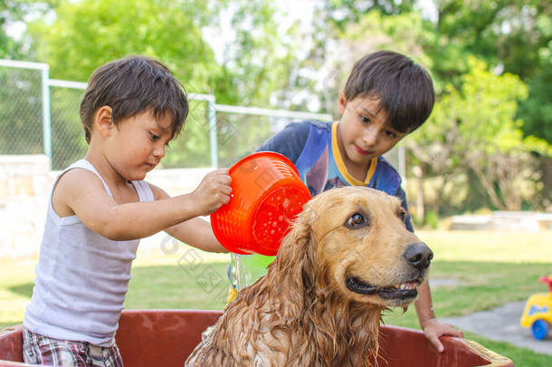 快乐的<strong>孩子</strong>们在花园里给一只金黄色的猎犬洗澡，然后淋湿了