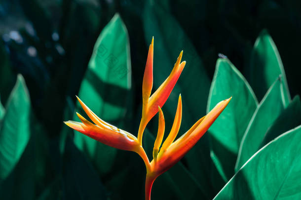海莉科尼亚的仙人掌或海莉科尼亚金火把或天堂之花的假鸟。丛林花园中的奇异热带花朵，叶背.