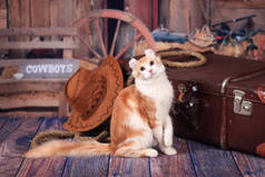 小猫美国人卷曲坐在一个手提箱附近的狂野西部的风格