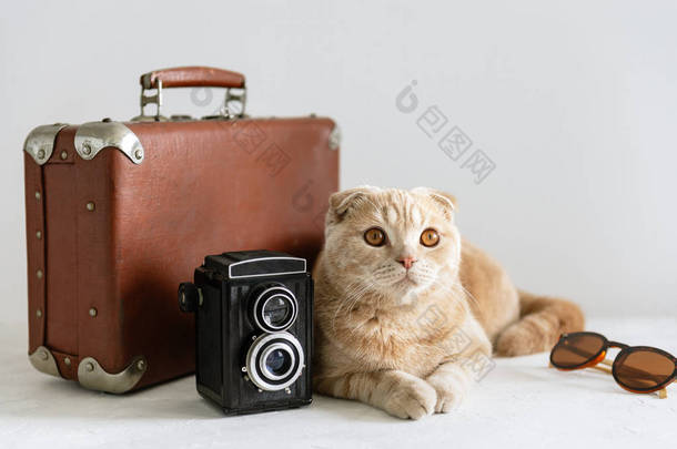 旅行理念。可爱的猫与老式手提箱，老式相机和太阳镜的白色背景。复制空间。假期。摄影师日卡
