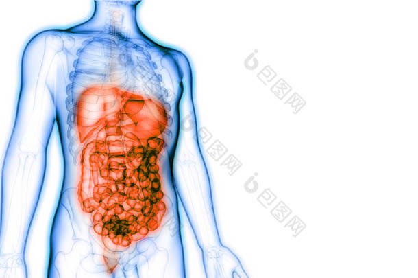 人体消化系统大、小肠<strong>胃解剖</strong>。 3d -说明