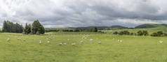 在新西兰北岛怀卡托的WhakareWarewa附近，绿树成荫的山边草地上，有无数的羊，在明亮的春光中被射中