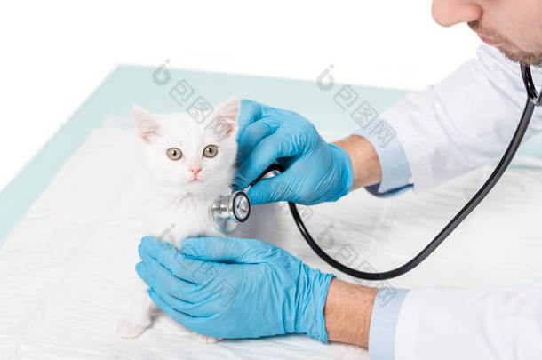 由白色背景的听诊器检测小猫的兽医裁剪图像