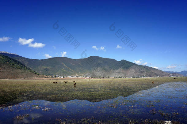  中国云南<strong>香</strong>格里拉纳帕湖的Meadow草<strong>原</strong>                                    