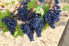 葡萄在葡萄园中成熟