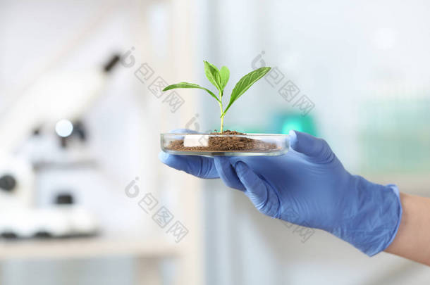 科学家拿着培养皿与绿色植物在实验室，<strong>特写</strong>。文本空间