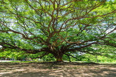 大树, 上百岁, 是惊人的, 美丽的自然, 北碧府泰国.