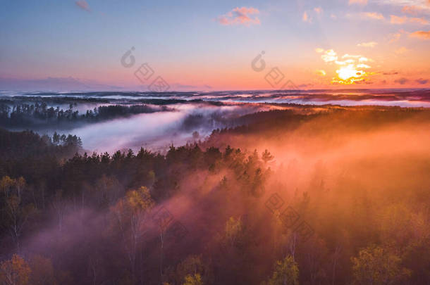 立陶宛森林笼罩着薄雾