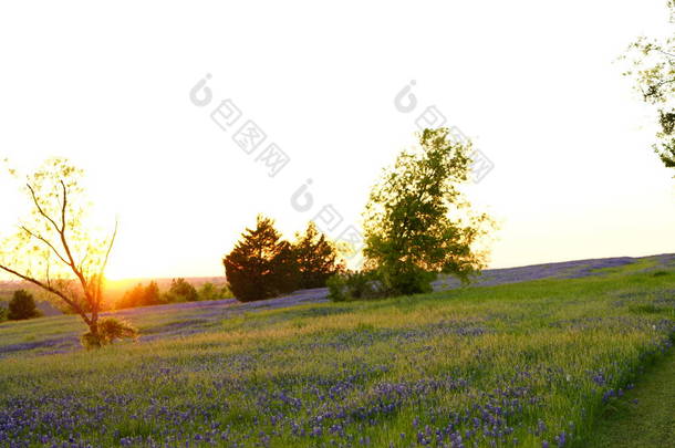 令人惊叹的薰衣草田与绿色和蓝天背景
