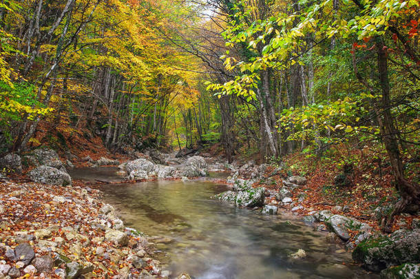 令人惊奇的秋天风景。 五彩缤纷的秋天公园里的小河里有鳗鱼