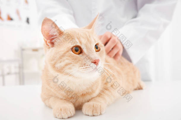 兽医检查猫 