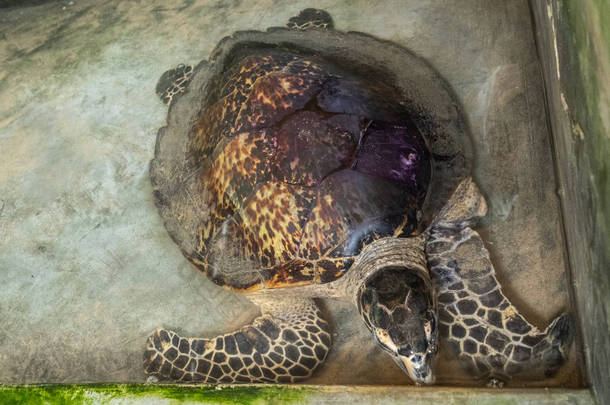 海龟在一个康复中心。 乌龟在游泳池里游泳，特写镜头.