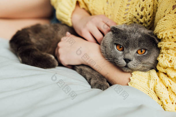 部分看法年轻女子拿着苏格兰折叠猫在家里