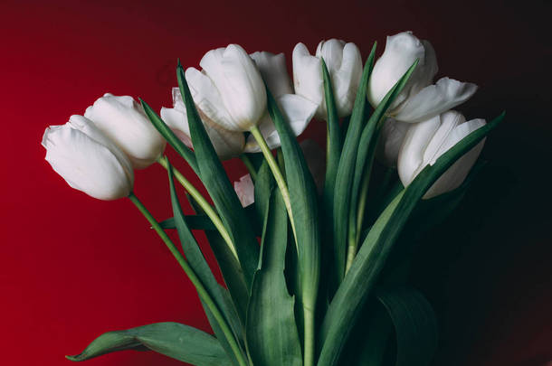 红色背景春天新鲜的白色郁金香花束