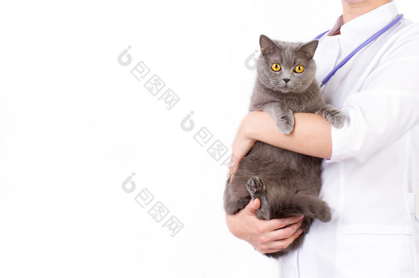 兽医在她怀里抱着只猫
