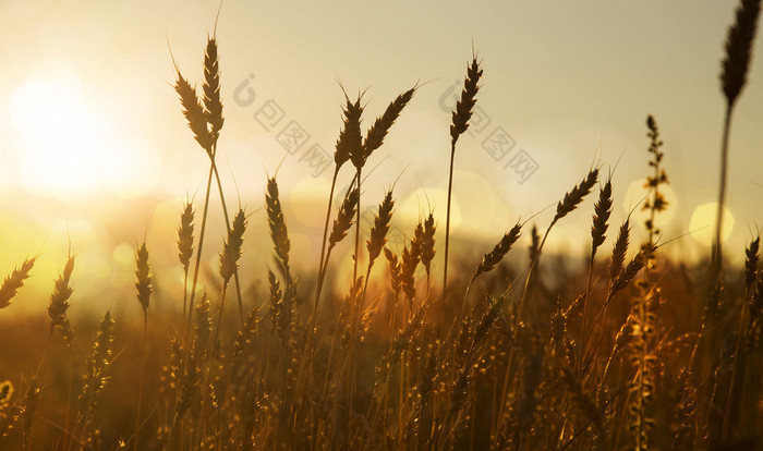 耳朵的小麦在夕阳中的剪影