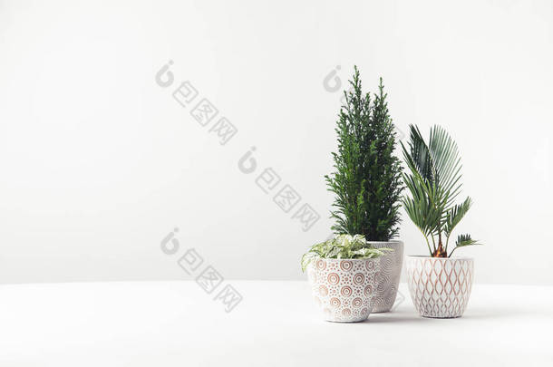 美丽的绿色家庭植物生长在白色的装饰盆 