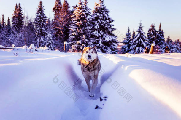 狗在雪中，在不明亮的光线