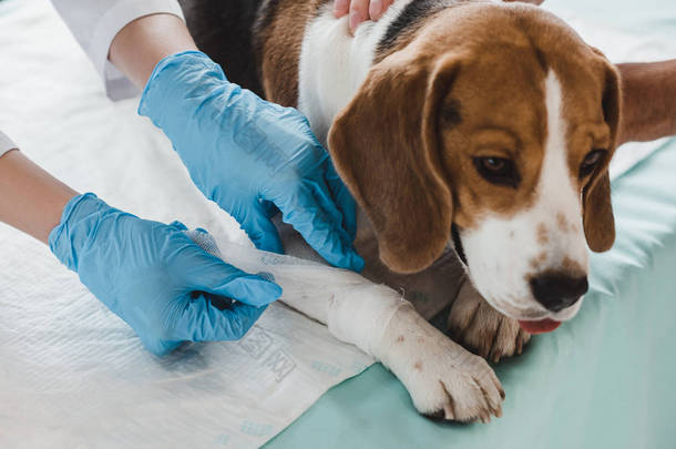兽医在临床上包扎小猎犬爪的裁剪图像