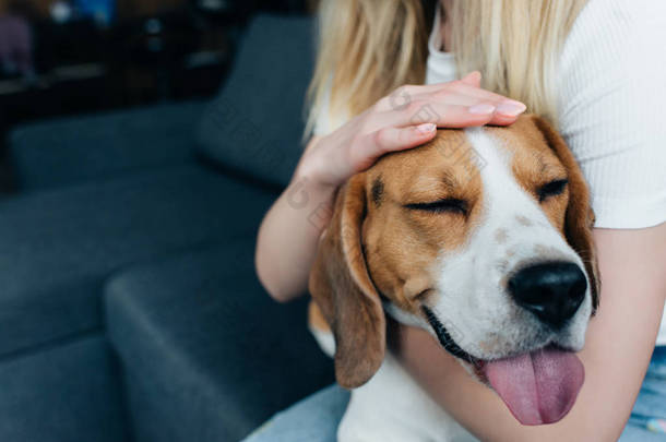 裁剪视图的年轻<strong>女子坐在沙发上</strong>，抚摸可爱的猎犬狗 