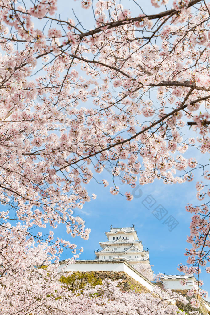 日本姬路城堡, 白色苍鹭城堡在樱花樱桃花季节.