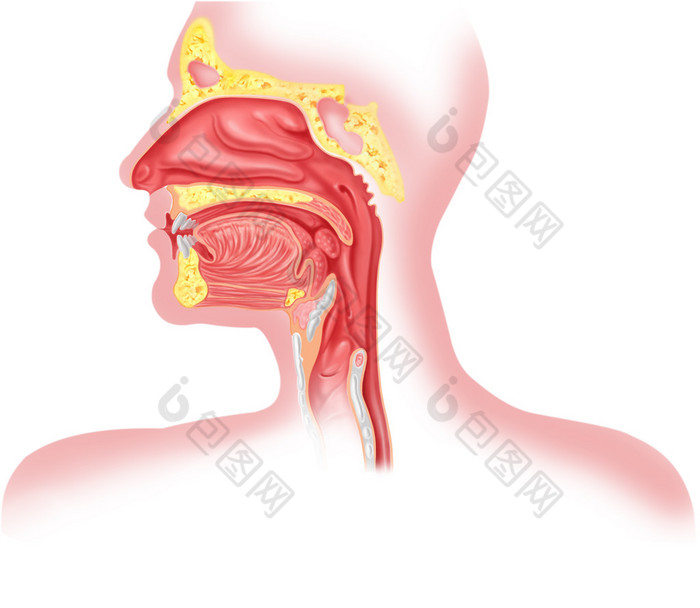 人体呼吸系统截面，头部分.