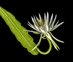 epiphyllum 仙人掌在夜里盛开