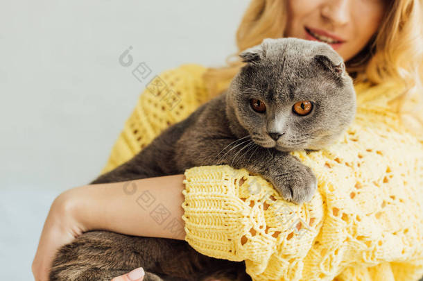 裁剪的女孩在针织毛衣拥抱可爱的苏格兰折叠猫在家里的看法