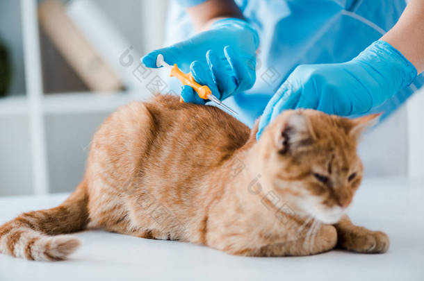 兽医为红斑猫植入识别芯片的局部视图