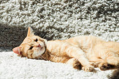 可爱的国内红猫躺在白色柔软的地毯在客厅里