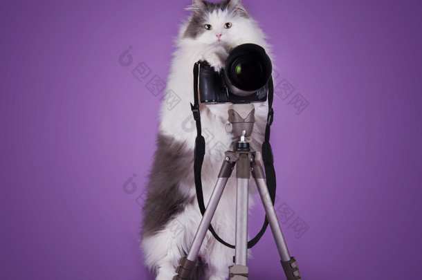 猫咪摄影师用相机上紫色背景孤立