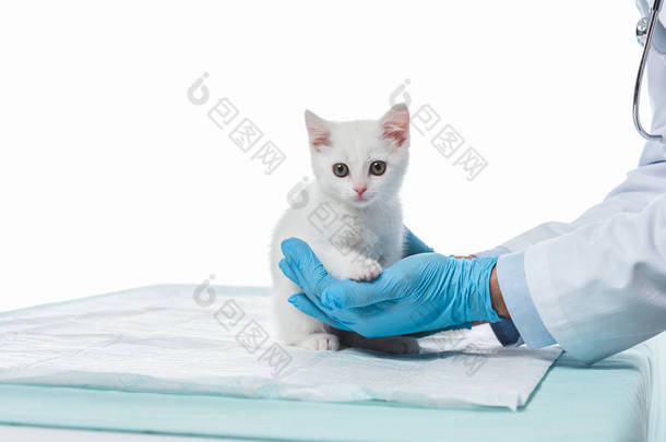 在白色背景下被隔绝的小猫的手套的兽医被裁剪的射击