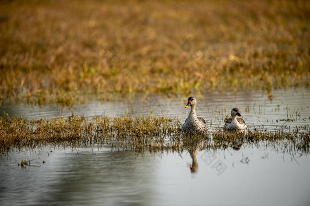 在keoladeo国家公园或<strong>鸟类保护区</strong>、 bharatpur 、 rajasthan 、 India的印地安人聚居地填鸭或Anas poecilorhyncha