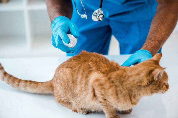 兽医在红斑猫背上放药的剪影