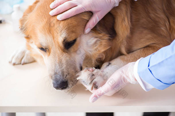 医生和助手在<strong>兽医</strong>室检查金毛猎犬