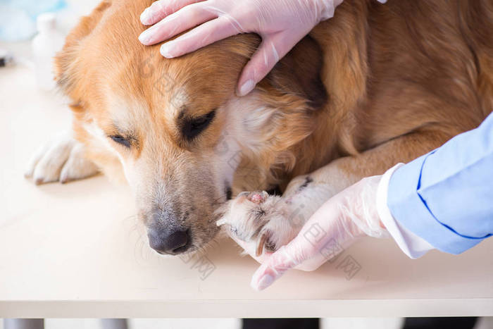 医生和助手在兽医室检查金毛猎犬