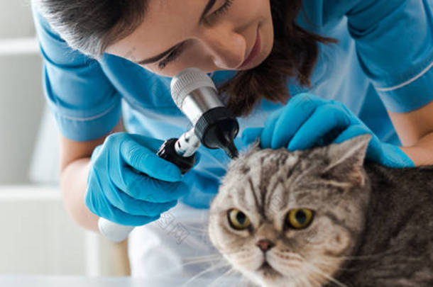 集中兽医用耳镜检查胖胖的苏格兰人直猫耳朵的全景照片
