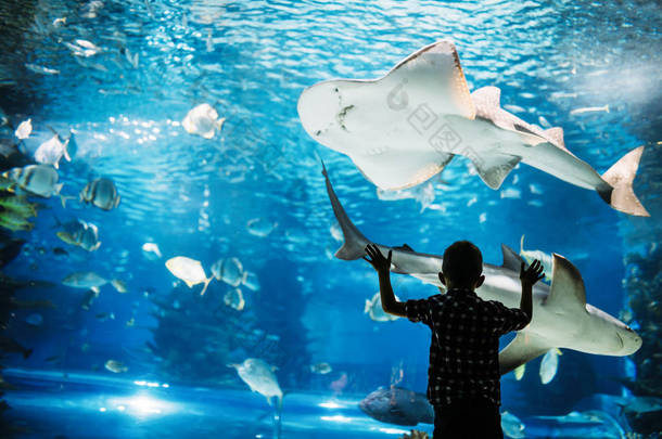 一个小男孩看着水族馆里的鱼的剪影.