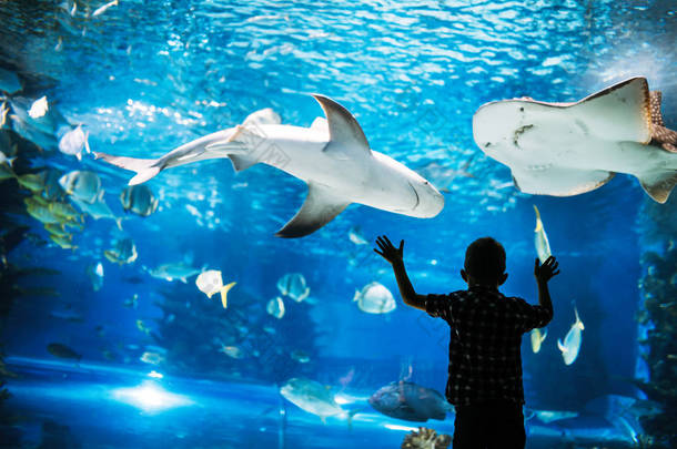 小男孩看着鱼在大型水族馆