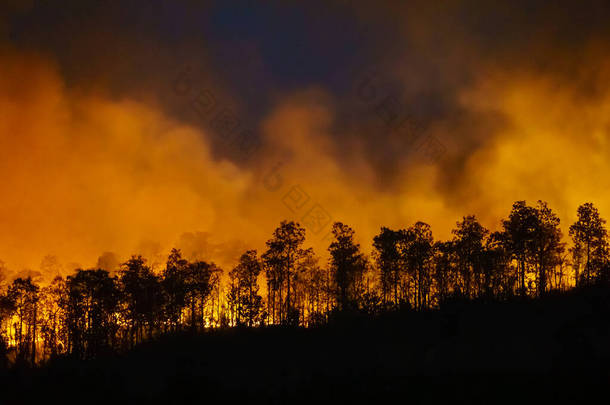 热带雨林火灾是由人类引起的火灾
