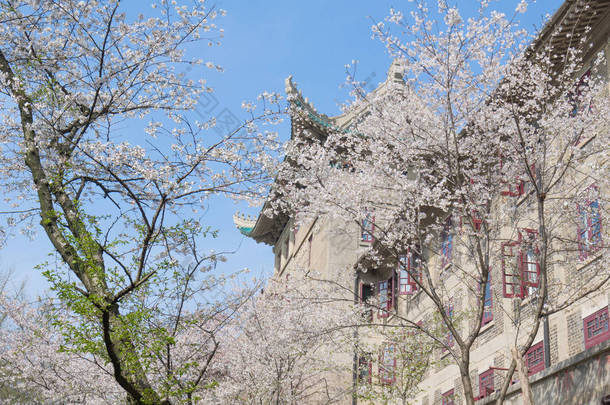 武汉<strong>樱花</strong>花园春天的风景