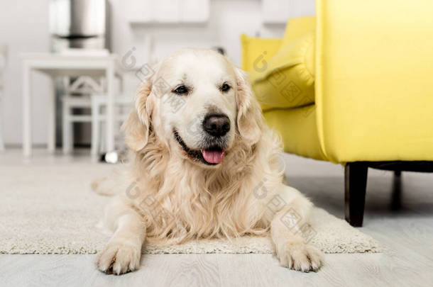 <strong>可爱的</strong>金毛猎犬躺在地板上, 看着在厨房 